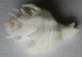 /products/babelomurex-japonicus-1-dunker-1822/