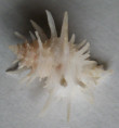 /products/babelomurex-echinolatiaxis-centimanus-kosuge-s-1985/