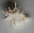 /products/babelomurex-echinolatiaxis-centimanus-1-kosuge-s-1985/
