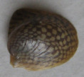 /products/neripteron-bicanaliculatum-recluz-1843/