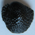 /products/clypeolum-granosum-sowerby-g-b-i-1825/