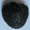 /products/neritona-granosa-sowerby-g-b-i-1825/