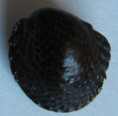 /products/neritona-granosa-sowerby-g-b-i-18251/