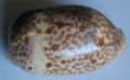 /products/cypraea-argus-linnaeus-1758/