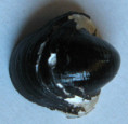 /products/neripteron-leyteense-poppe-tagaro-2023-new-specimen/