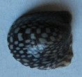 /products/neripteron-leyteense-poppe-tagaro-2023-new-specimen2/