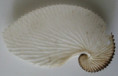 /products/argonauta-argo-linnaeus-1758/