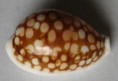 /products/cypraea-abeliana-erypersica-c-p-meyer-lorenz-2017/