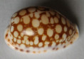 /products/cypraea-abeliana-erypersica-c-p-meyer-lorenz-20171/