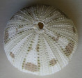 /products/pseudoboletia-maculata-troschel-18694/