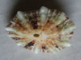 /products/fissurella-angusta-gmelin-1791/