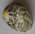 /products/nerita-grisea-2-reeve-1855/