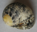 /products/nerita-grisea-3-reeve-1855/