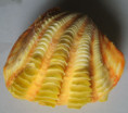 /products/tridacna-squamosa-lamarck-1819/