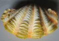 /products/solen-marginatus-pulteney-1799/