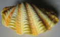 /products/venus-nux-gmelin-1791/