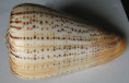 /products/conus-betulinus-linnaeus-1758/