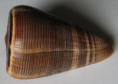 /products/conus-figulinus-linnaeus-1758/