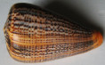 /products/conus-suratensis-hwass-in-bruguiere-1792/