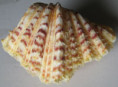 /products/hippopus-hippopus-linnaeus-1758/