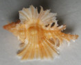 /products/chicoreus-orchidiflorus-shikama-t-19731/
