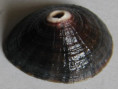 /products/fissurella-peruviana-lamarck-18221/