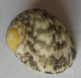 /products/nerita-undulata-gmelin-1791/