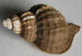 /products/fusitriton-oregonensis-redfield-j-h-1846/