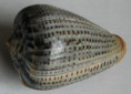 /products/conus-glaucus-linne-1758/