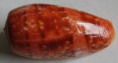 /products/conus-bullatus-linnaeus-1758/