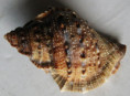 /products/bufonaria-crumena-cavitensis-beck-reeve-18441/