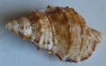 /products/bursa-awatii-korrigania-h-c-ray-19501/