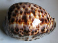 /products/cypraea-tigris-schilderiana-c-n-cate-19611/