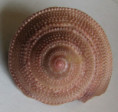 /products/guildfordia-aculeata-tagaroae-alf-a-k-kreipl-2006/