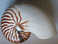 /products/nautilus-pompilius-linnaeus-1758-giant/
