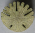 /products/rotula-deciesdigitatus-leske-1778/