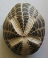 /products/metalia-spatagus-linnaeus-1758/