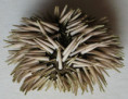 /products/echinometra-mathei-blainville-1825/
