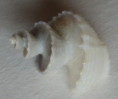 /products/trigonostoma-scalare-gmelin-17911/