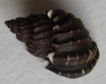 /products/trigonostoma-textilis-kiener-l-c-18411/