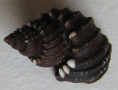 /products/trigonostoma-textilis-kiener-l-c-1841/