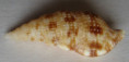 /products/colubraria-tortuosa-reeve-18441/