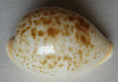 /products/cypraea-achatidea-1-sowerby-1837/