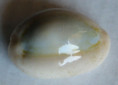 /products/cypraea-obvelata-lamarck-18906/