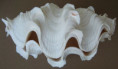 /products/vasticardium-assimile-lacunosum-reeve-1845/