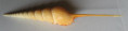 /products/tibia-fusus-linnaeus-17582/