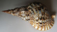 /products/charonia-tritonis-linnaeus-17581/
