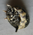 /products/clithon-corona-linnaeus-17584/