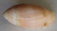/products/pterygia-dactylus-linnaeus-1867/