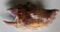 /products/strombus-bulla-roding-17981/